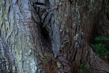 Rough mossy tree bark close-up