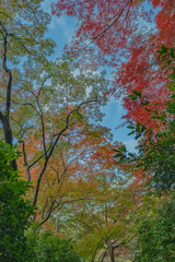 京都　お寺　寺　紅葉　光明寺　寺社仏閣　写真素材　