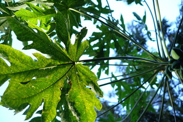 green papaya leaves with sky