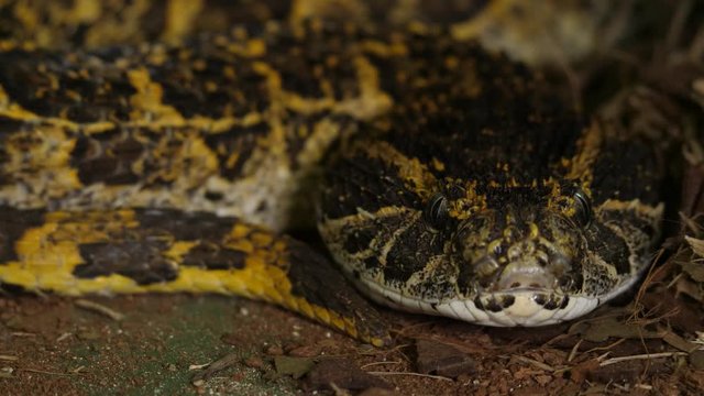 Fer De Lance Viper Snake