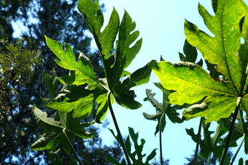 green papaya leaves with sky