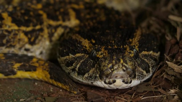 Fer De Lance Viper Snake