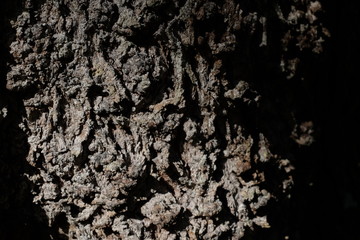 Rough mossy tree bark close-up