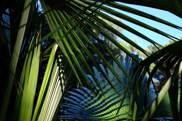 palm fronds bright shaded and silouetted
