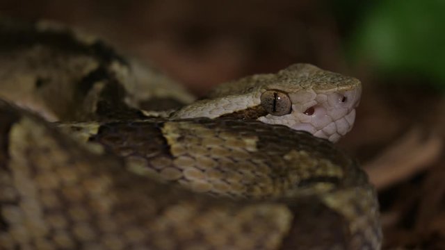 Fer De Lance Viper Snake