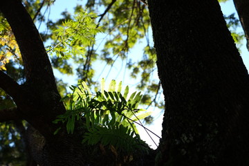 bright green backlit fern growing in silhouetted tree with blue sky beyond
