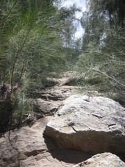 Rocky dry stream bed with long needle evergreen trees