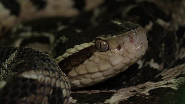 Fer De Lance Viper Snake