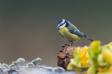 mésange bleu