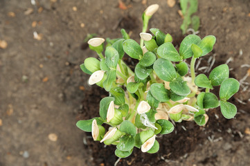 Seedlings in peat pots. The processes of young plants on the background of the earth close-up and copy space.