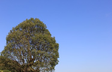 青空と樹形の良い木