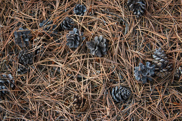 Background with needles and cones