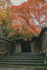 京都　お寺　寺　紅葉　光明寺　寺社仏閣　写真素材　