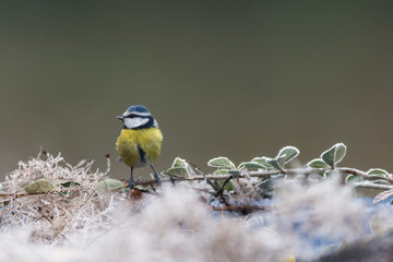 mésange bleu