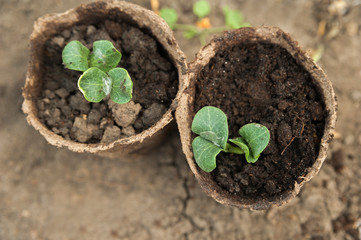 Seedlings in peat pots. The processes of young plants on the background of the earth close-up and...