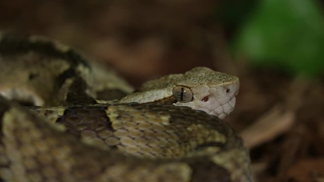 Fer De Lance Viper