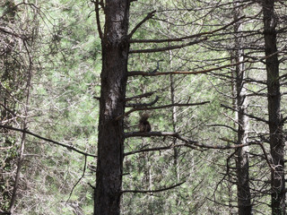 A squirrel near the Rio Mundo in the Sierra de Segura. Albacete Castilla la Mancha. Spain