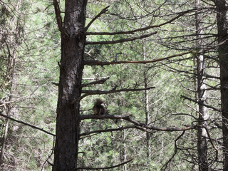 A squirrel near the Rio Mundo in the Sierra de Segura. Albacete Castilla la Mancha. Spain