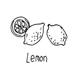 A lemon. Icon food image. Doodle drawing, simple hand drawn illustration on white backgroung. Design for coloring book page
