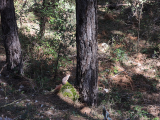 A squirrel near the Rio Mundo in the Sierra de Segura. Albacete Castilla la Mancha. Spain