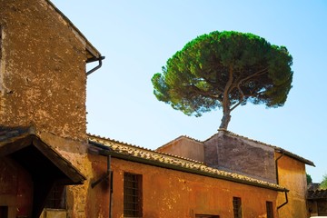 Italian Stone Pines tree - Pinus Pinea - behind old historical building