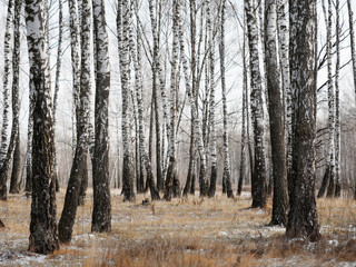 Panorama of a birch grove in winter. slender white trees