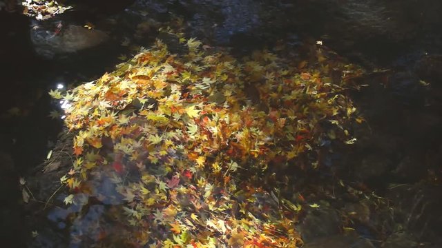 水中の紅葉