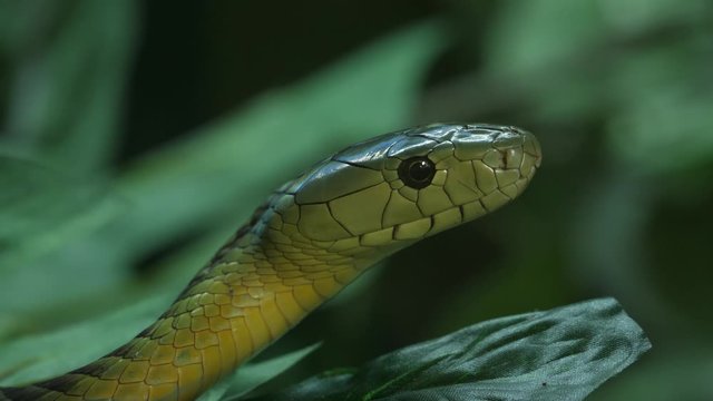 Western Green Mamba