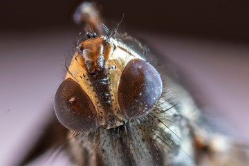 macro di mosca morta microfotografia