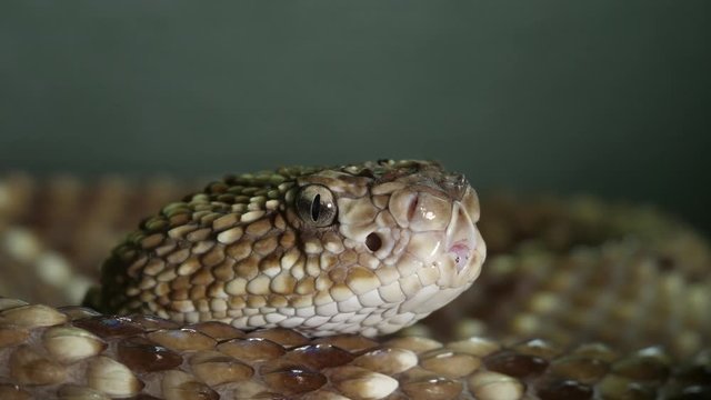 Tropical Rattlesnake Ecuador South America
