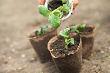 Seedlings in peat pots. The processes of young plants on the background of the earth close-up and copy space.