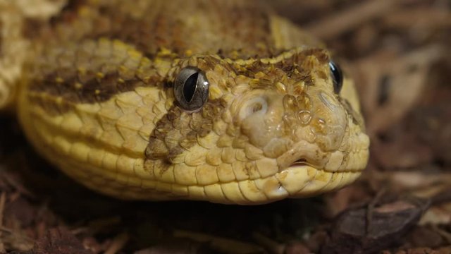 Tanzanian Puff Adder Snake