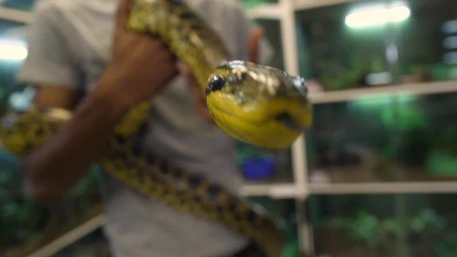 Yellow anaconda being handled by young man