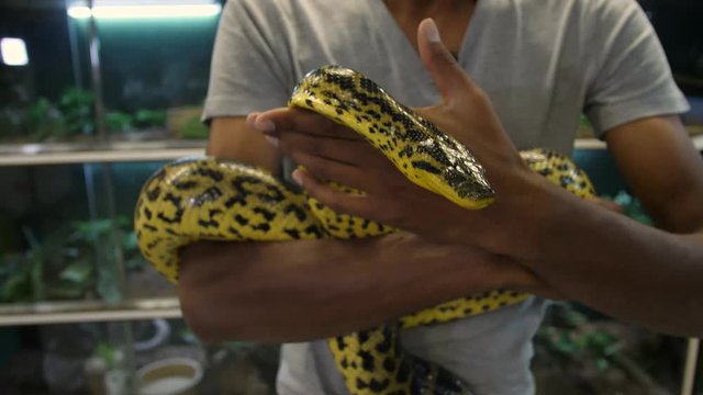 Yellow anaconda being handled by young man