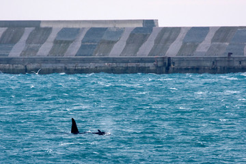 orca killer whale outside genoa harbor in mediterranean © Andrea Izzotti