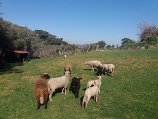 Naklejka na ściany i meble herd of cows grazing in field