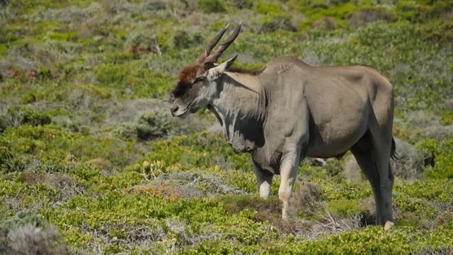 Southern Eland Antelope at Cape of Good Hope National Park Cape Town South Africa