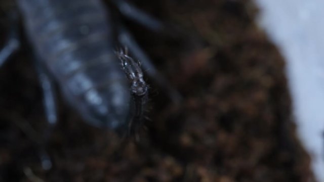 Scorpion poison tail, telson, macro