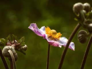 The Rose. Flower. The enormous variety of rose varieties currently existing is formed by crossing and breeding several varieties of wild rose hips.