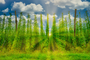 Obraz premium Organic hops plantation ready to harvest. Traditional eco beer brewery.