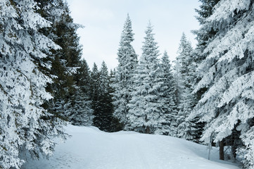 Snow-covered trees in an alpine winter forest. Walking in a winter snowy forest in Dolomites, Italy