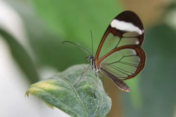 butterfly on leaf