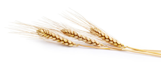 Three spikelets of wheat on a white background