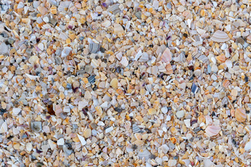 Broken Seashell Close-up in Lonely Bay Beach in New Zealand
