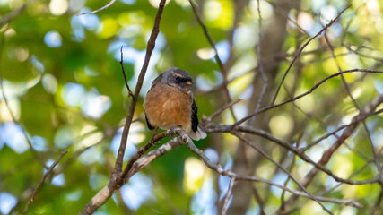New Zealand fantail bird standing on branch near Lonely Bay Beach in Coromandel Peninsula, New Zealand