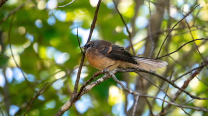 Profile of New Zealand fantail bird standing on branch near Lonely Bay Beach in Coromandel Peninsula, New Zealand