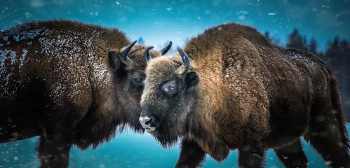 Gordijnen Русский bison © Dmitriy
