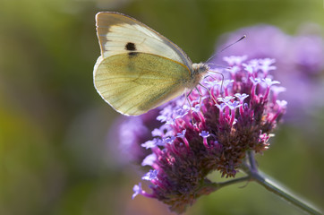 Cabbage white butterfly on verbena flower