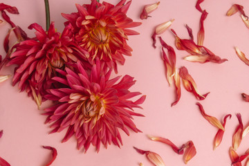 pink flower on a pink background. female health concept. A reference to tenderness, care and kindness.