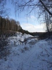winter landscape with trees in winter
